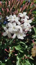 Scented jasmine in the garden