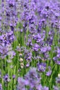 Scented lavender flowers field