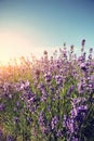 Scented lavender flowers field under blue sky Royalty Free Stock Photo