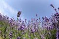 Scented lavender flowers field under blue sky Royalty Free Stock Photo