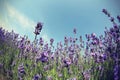 Scented lavender flowers field under blue sky Royalty Free Stock Photo