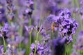 Scented lavender flowers in growth at field Royalty Free Stock Photo