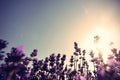 scented lavender flowers in growth at field Royalty Free Stock Photo