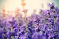 Scented lavender flowers in growth at field Royalty Free Stock Photo