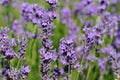 Scented lavender flowers in growth at field Royalty Free Stock Photo