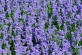 Scented lavender flowers in growth at field Royalty Free Stock Photo