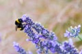 Scented lavender flowers