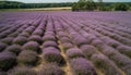 Scented lilac blossom in idyllic French meadow generated by AI