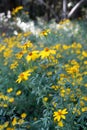 Scented Marigold or Golden tagetes flower with yellow petals, golden composite center and gray-green leaves.