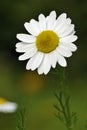 Scented Mayweed