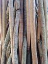 Scented screwpine root (Pandanus fascicularis, Pandanus odorifer, Pandanus tectorius),