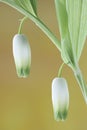 Scented Solomon`s seal Royalty Free Stock Photo