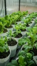 Hydroponics farm yields fresh, organic green vegetables, sustainable agriculture