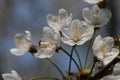 Scenting apple blossom in the fields in the Dutch hill side in the south of Limburg