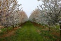 Scenting apple blossom in the fields in the Dutch hill side in the south of Limburg Royalty Free Stock Photo