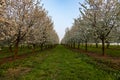 Scenting apple blossom in the fields in the Dutch hill side in the south of Limburg