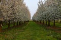 Scenting apple blossom in the fields in the Dutch hill side in the south of Limburg Royalty Free Stock Photo