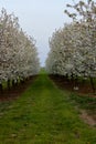 Scenting apple blossom in the fields in the Dutch hill side in the south of Limburg