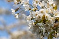 Scenting apple blossom in the fields in the Dutch hill side in the south of Limburg Royalty Free Stock Photo