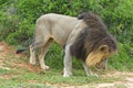 Scenting Lion