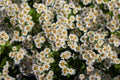 Scentless false mayweed also called wild chamomile, Baldr s brow, Tripleurospermum inodorum, Geruchlose Kamille or Falsche Royalty Free Stock Photo