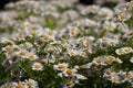 Scentless false mayweed also called wild chamomile, Baldr`s brow, Tripleurospermum inodorum, Geruchlose Kamille or Falsche