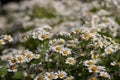 Scentless false mayweed also called wild chamomile, Baldr`s brow, Tripleurospermum inodorum, Geruchlose Kamille or Falsche