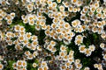 Scentless false mayweed also called wild chamomile, Baldr`s brow, Tripleurospermum inodorum, Geruchlose Kamille or Falsche