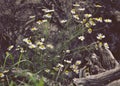 Scentless false mayweed stand in front of tree root. Royalty Free Stock Photo