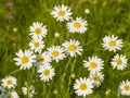 Scentless False Mayweed, Tripleurospermum Inodorum, blossom, close-up, selective focus, shallow DOF