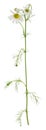 Scentless false mayweed, Tripleurospermum perforatum isolated Royalty Free Stock Photo
