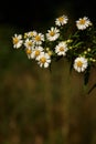 Scentless Mayweed Royalty Free Stock Photo