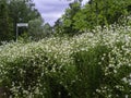 Scentless mayweed blooming on a roadside Royalty Free Stock Photo