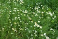 Scentless Mayweed - Tripleurospermum inodorum. Scentless false mayweed blossom  Tripleurospermum inodorum  with ligulate and Royalty Free Stock Photo