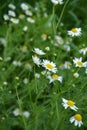 Scentless Mayweed - Tripleurospermum inodorum. Scentless false mayweed blossom  Tripleurospermum inodorum  with ligulate and Royalty Free Stock Photo