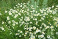 Scentless Mayweed - Tripleurospermum inodorum. Scentless false mayweed blossom Tripleurospermum inodorum with ligulate and