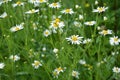 Scentless Mayweed - Tripleurospermum inodorum. Scentless false mayweed blossom  Tripleurospermum inodorum  with ligulate and Royalty Free Stock Photo