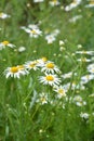 Scentless Mayweed - Tripleurospermum inodorum. Scentless false mayweed blossom  Tripleurospermum inodorum  with ligulate and Royalty Free Stock Photo