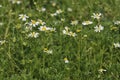 Scentless Mayweed Royalty Free Stock Photo