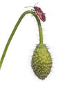 Scentless plant bug, Corizus hyoscyami, on poppy Royalty Free Stock Photo