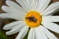 Scentless Plant Bug - Stictopleurus punctiventris Royalty Free Stock Photo