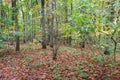 Scents and colors in the autumnal forest Royalty Free Stock Photo