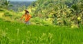 Scerecrow on green rice fields on Bali island Indonesia