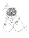 Scetch of whole and cut pomegranate fruit. Black and wite vector illustration.