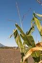 Schaan, Liechtenstein, October 14, 2021 Corn on a field on a sunny day Royalty Free Stock Photo