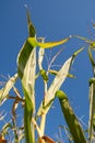 Schaan, Liechtenstein, October 14, 2021 Corn on a field on a sunny day Royalty Free Stock Photo