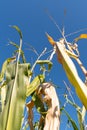 Schaan, Liechtenstein, October 14, 2021 Corn on a field on a sunny day Royalty Free Stock Photo