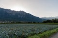 Schaan, Liechtenstein, September 25, 2021 Cabbage field in the early morning