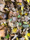 SCHAAN, LIECHTENSTEIN, SEPTEMBER 27, 2021 Colorful leafs on the ground