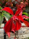 SCHAAN, LIECHTENSTEIN, SEPTEMBER 27, 2021 Wild wine (Parhenocissus Quinquefolia) with colorful leafs Royalty Free Stock Photo